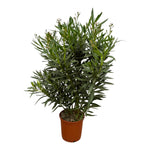 Nerium Oleanderstrauch mit roter Blume - 160 cm - Ø 30 cm