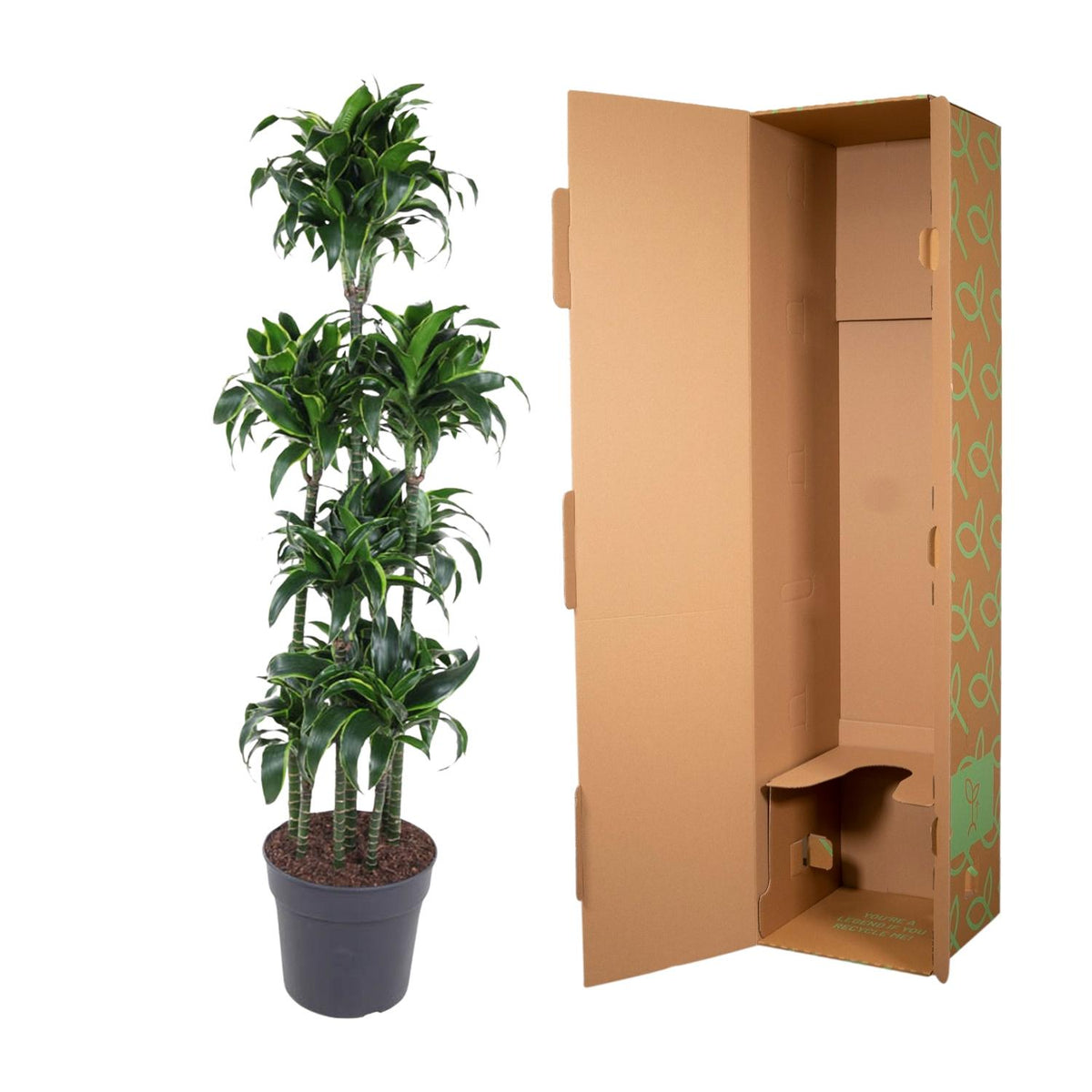 Dracaena Dorado Karussell- 170 cm - ø34