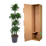 Dracaena Dorado Karussell- 170 cm - ø34