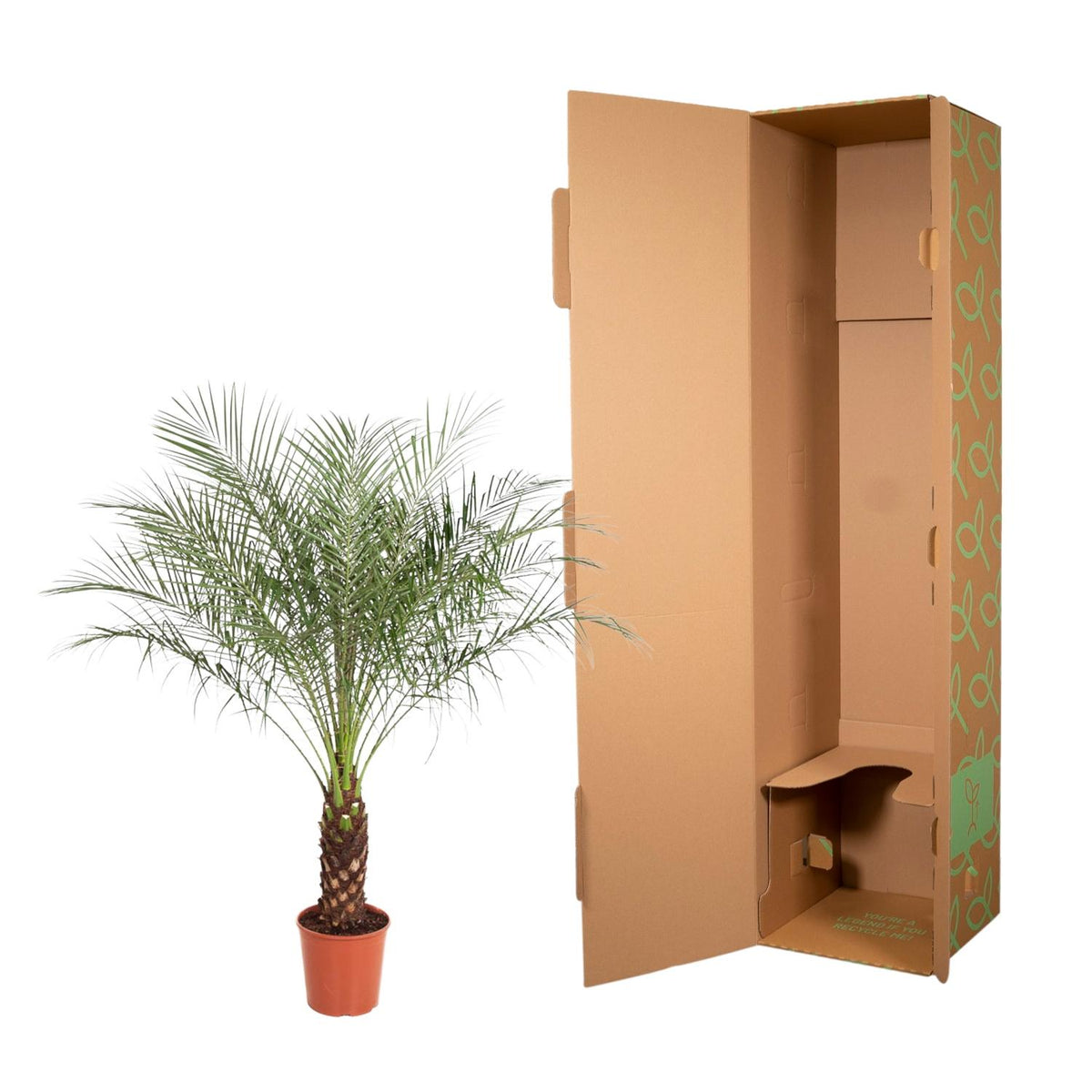 Phoenix Roebelenii - 170 cm - ø30