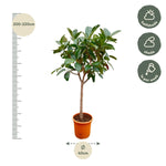 Ficus ElasticaRobusta Stamm - 210cm - ø40
