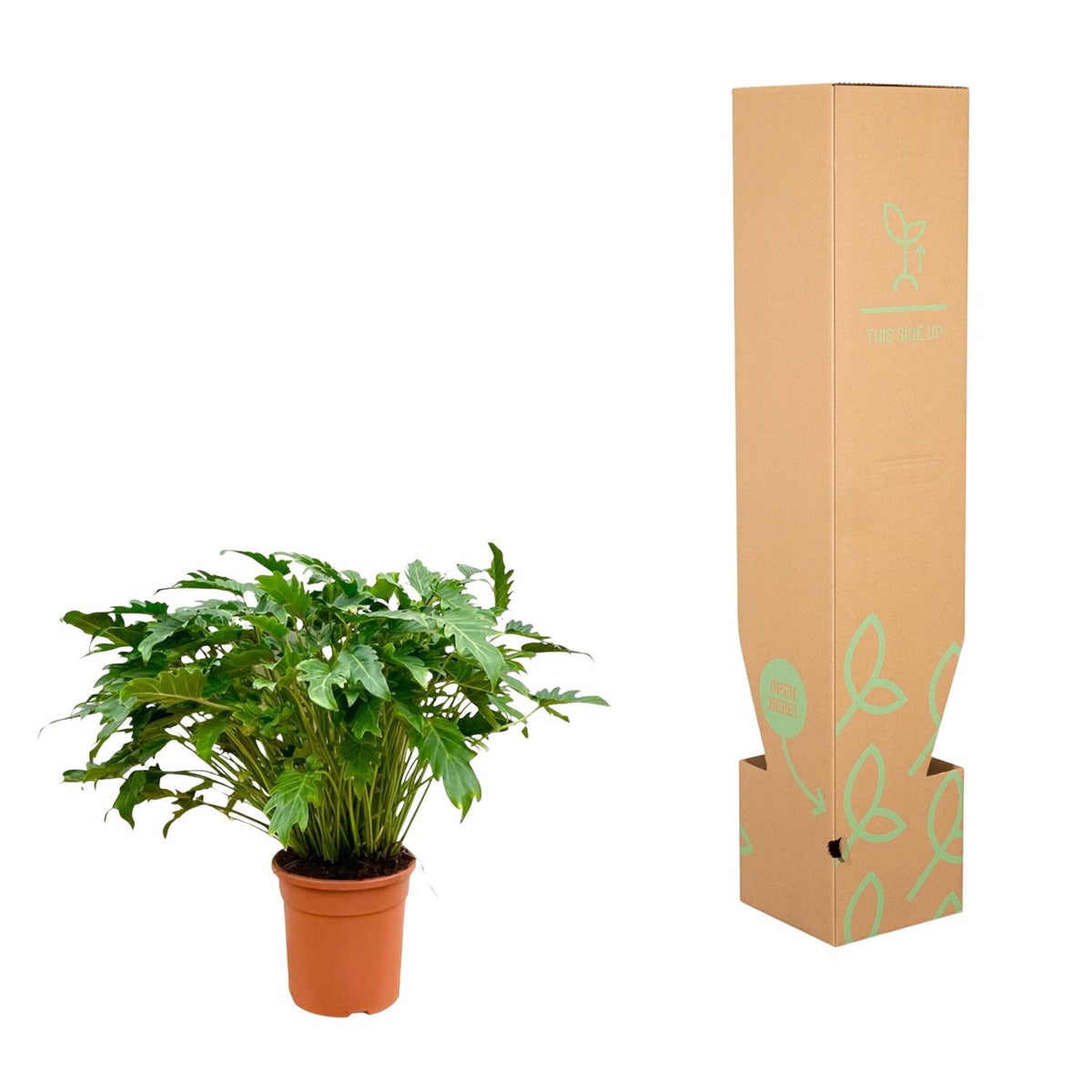 Philodendron Xanadu - 80 cm - Ø27