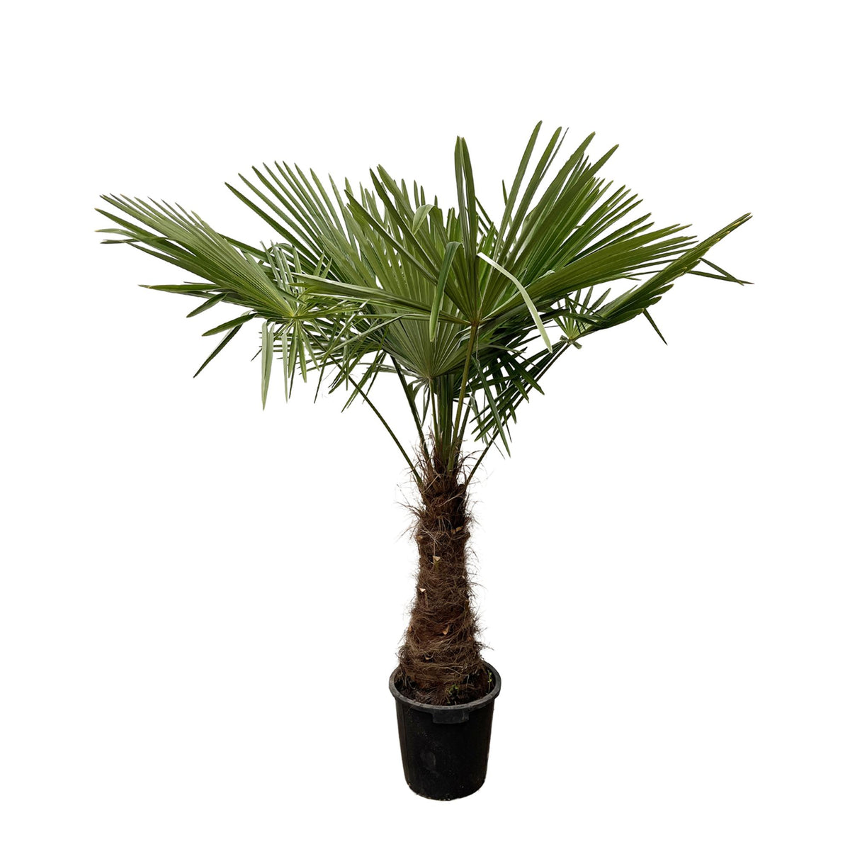 Trachycarpus - 240cm- Ø45