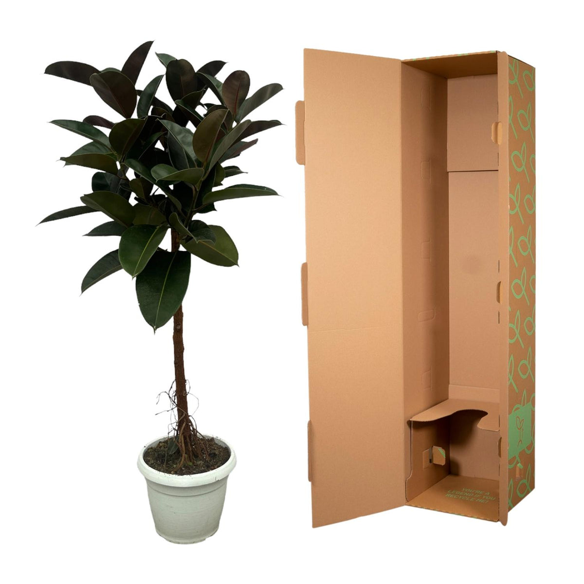 Ficus Elastica Robusten Stamm - 140 cm - Ø27cm