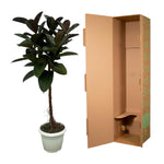 Ficus Elastica Robusten Stamm - 140 cm - Ø27cm