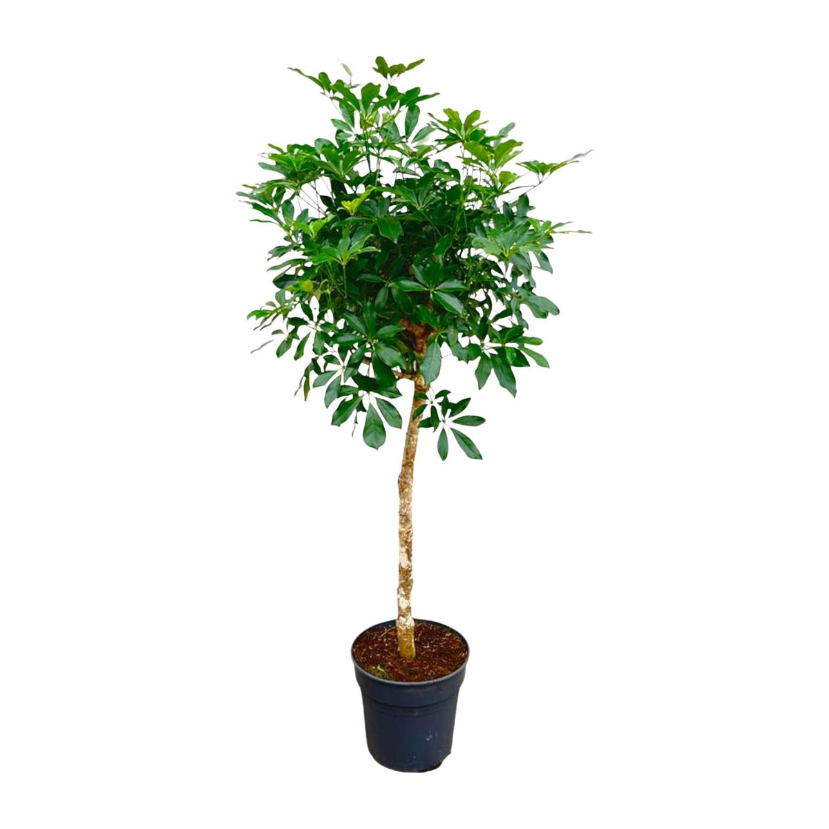Schefflera mit Stamm - 170cm - ø35