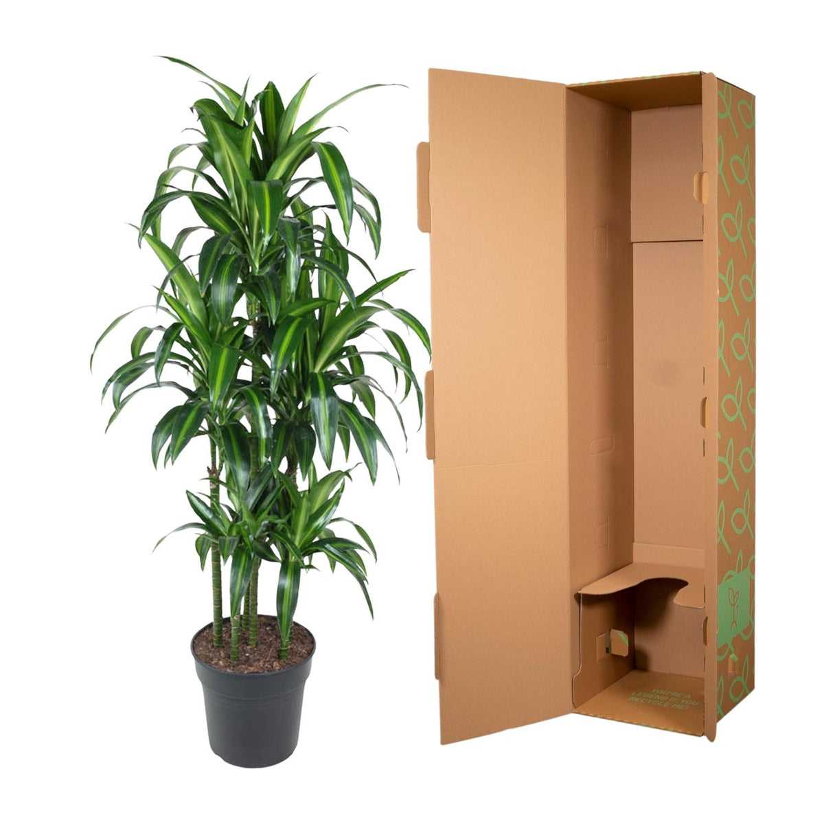 Dracaena Hawaiiana Karussell - 150 cm - ø31