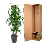 Dracaena Hawaiiana Karussell - 150 cm - ø31