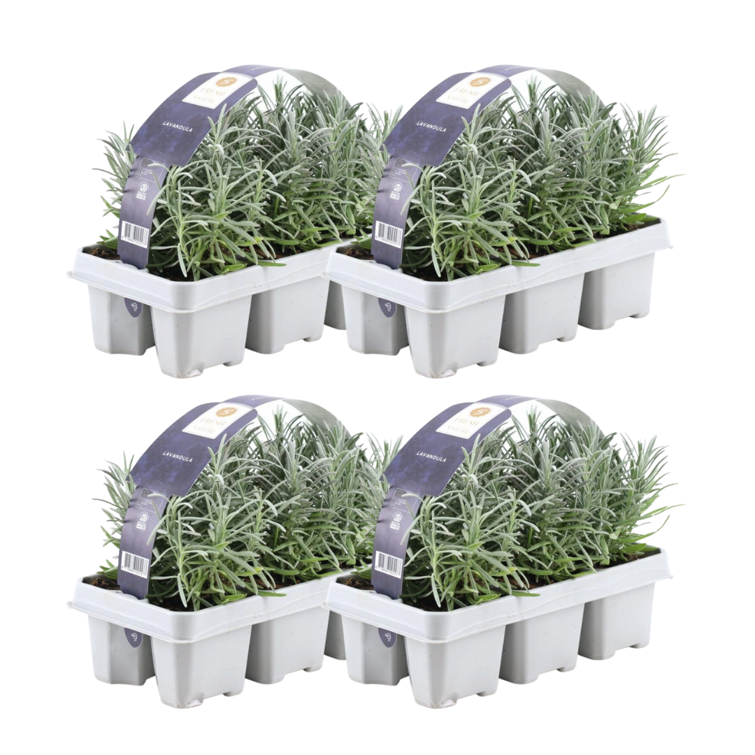 4 x 6er set Lavendel angustifolia - 24 x Ø7 cm - ↕15 cm - Lavendelpflanzen winterhart - Frisch aus der Gärtnerei geliefert