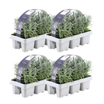 4 x 6er set Lavendel angustifolia - 24 x Ø7 cm - ↕15 cm - Lavendelpflanzen winterhart - Frisch aus der Gärtnerei geliefert
