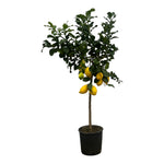 Citrus Lemon (Citroenbaum) - 150 cm - Ø24cm