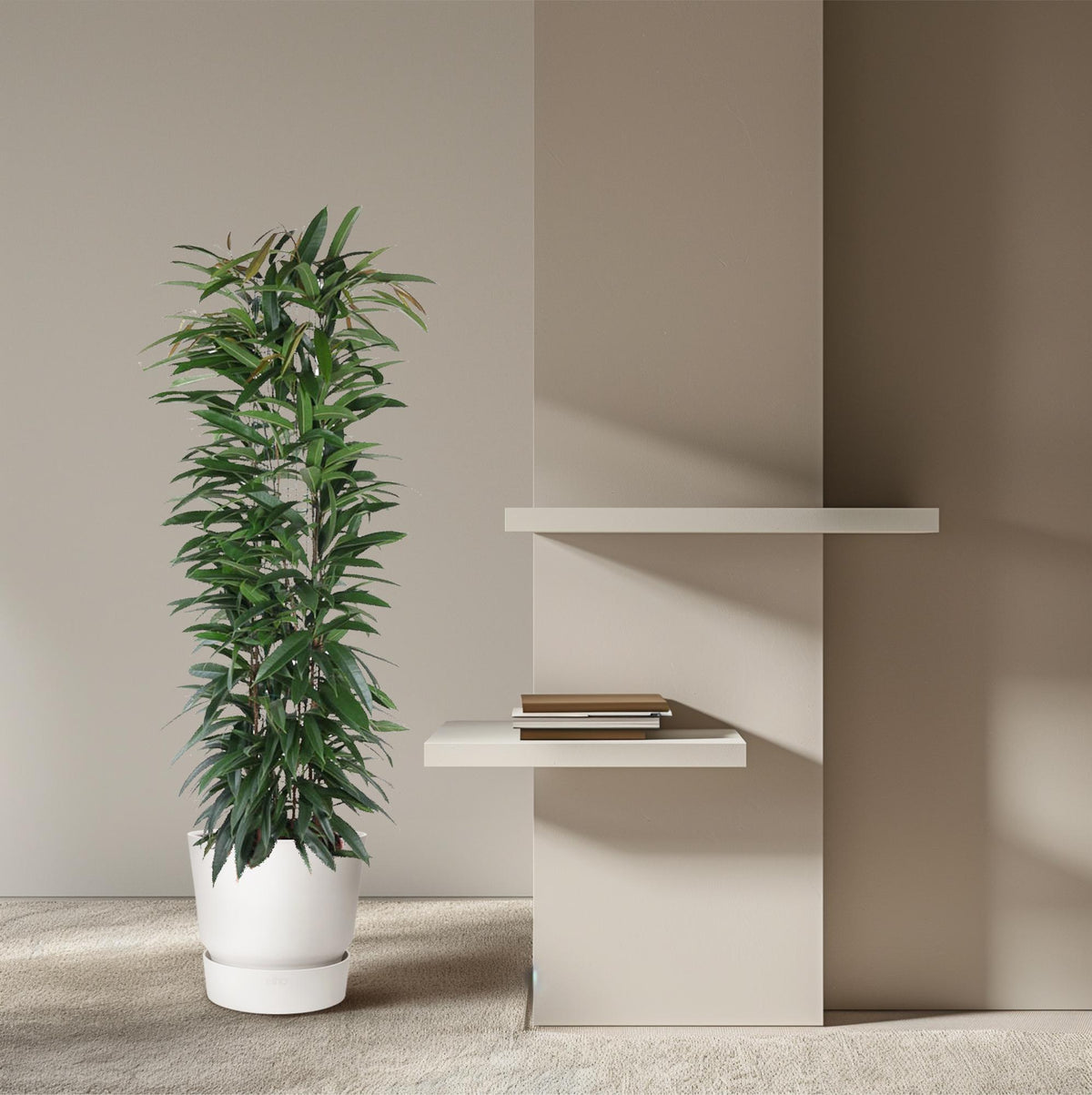 Ficus Alii King zuil - 150 cm - ø29