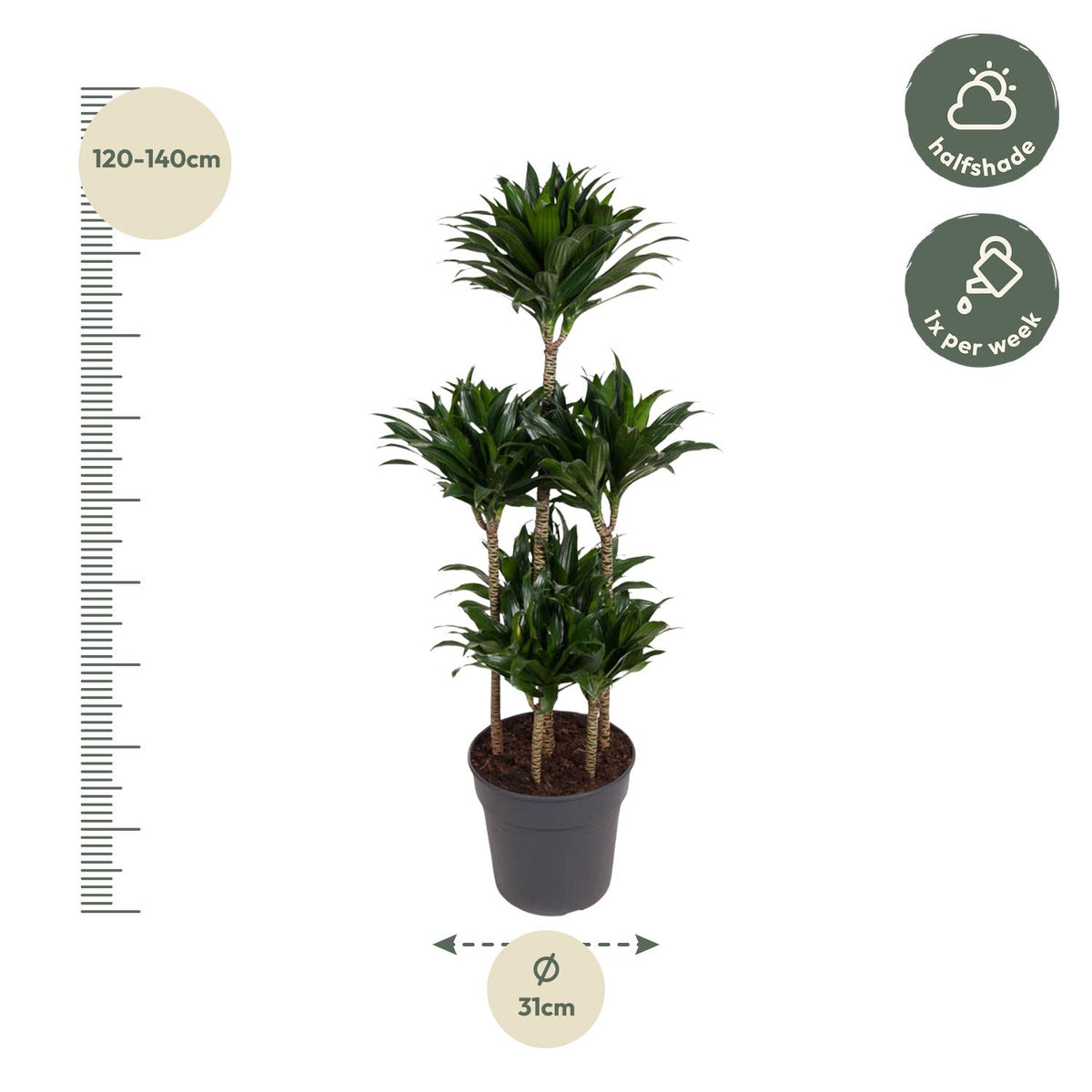 Dracaena Compacta Karussell- 130 cm - ø31