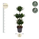 Dracaena Compacta Karussell- 130 cm - ø31