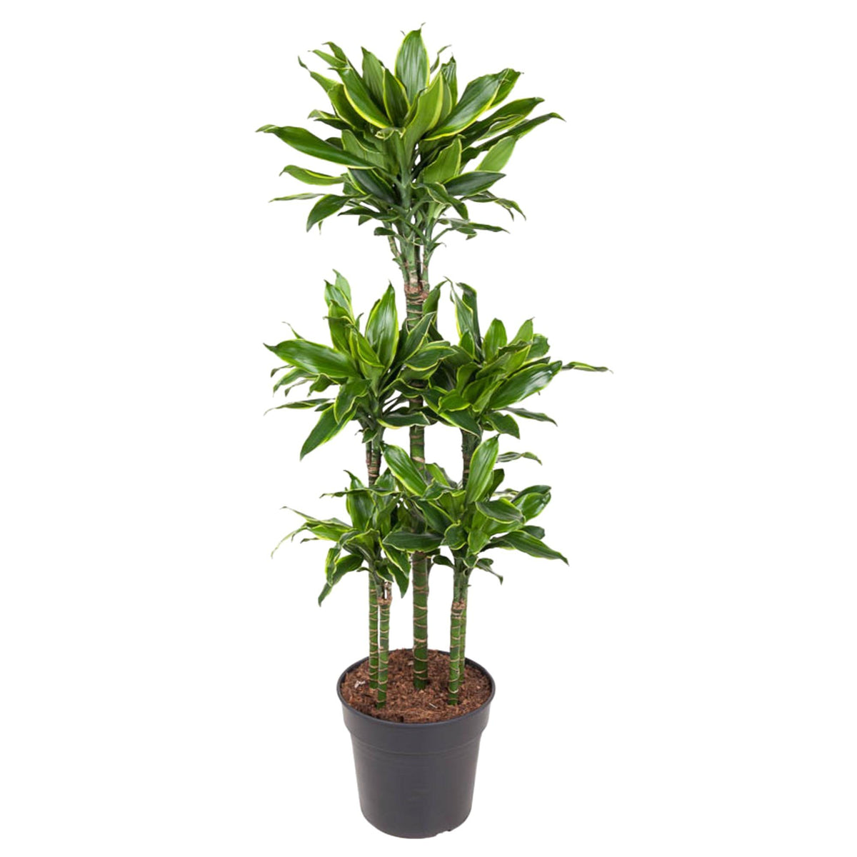 Dracaena Golden Coast Karussell - 150 cm - ø31