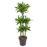 Dracaena Golden Coast Karussell - 150 cm - ø31