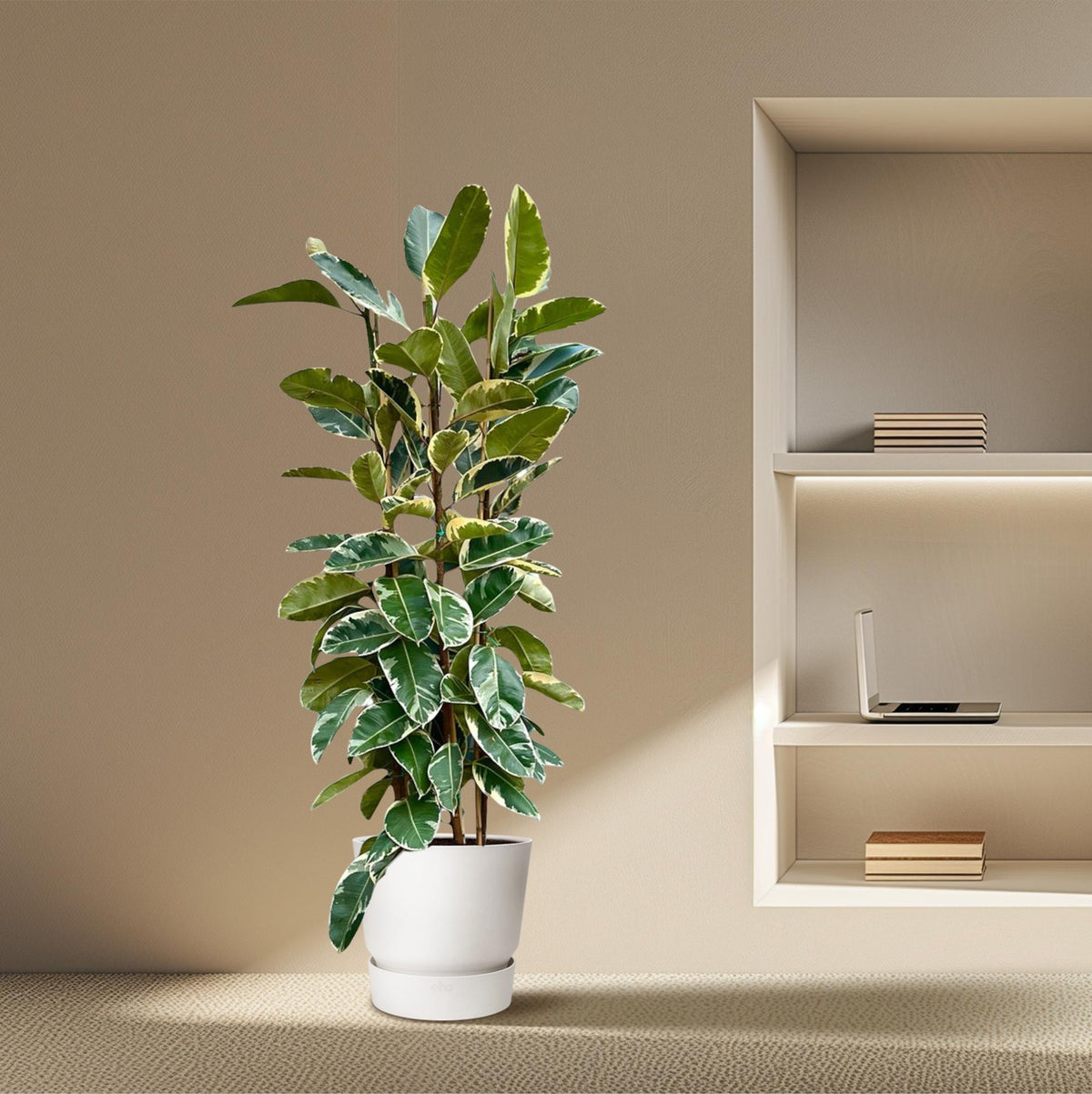 Ficus Elastica Tineke Busch - 225cm - ø40