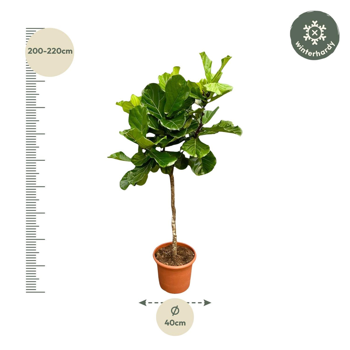 Ficus Lyrata Baum XXL - 200 cm - ø40