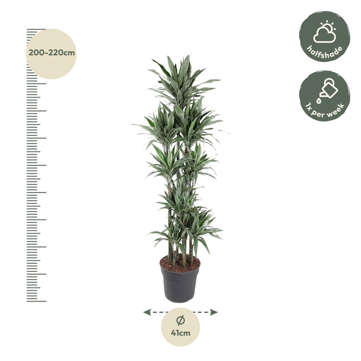 Dracaena Warneckei Karussell - 210 cm - ø41