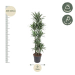 Dracaena Warneckei Karussell - 210 cm - ø41