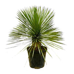 Yucca Rostrata op stam - 70 cm - Ø27