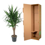 Yucca Elephantipe verzweigt - 150 cm - ø31