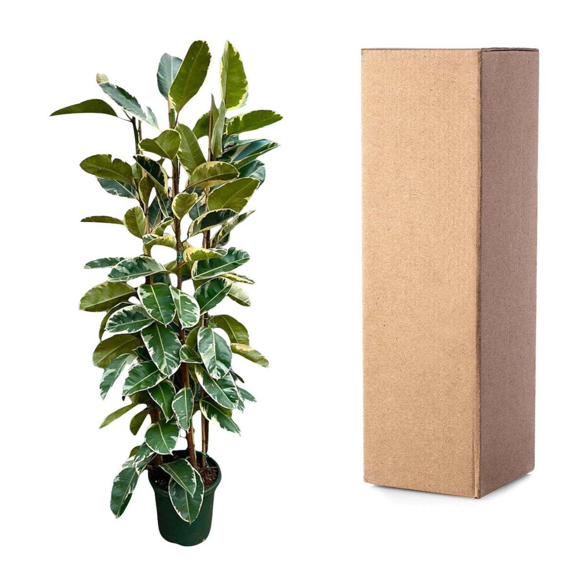 Ficus Elastica Tineke Busch - 225cm - ø40