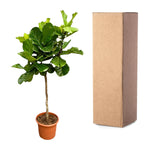 Ficus Lyrata Baum XXL - 200 cm - ø40