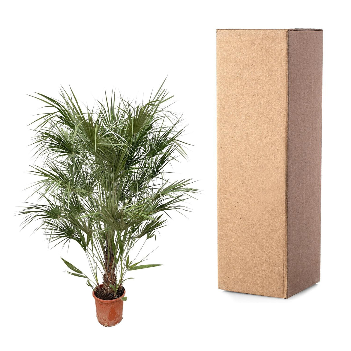 Chamaerops Humilis Busch - 170cm- Ø30