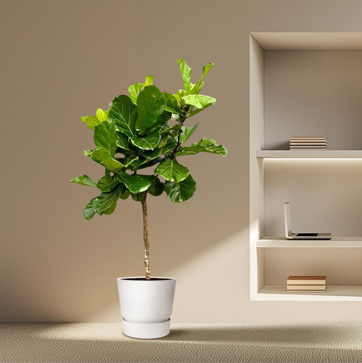 Ficus Lyrata Baum XXL - 200 cm - ø40
