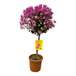 Bougainvillea op stam - 110 cm - Ø21cm