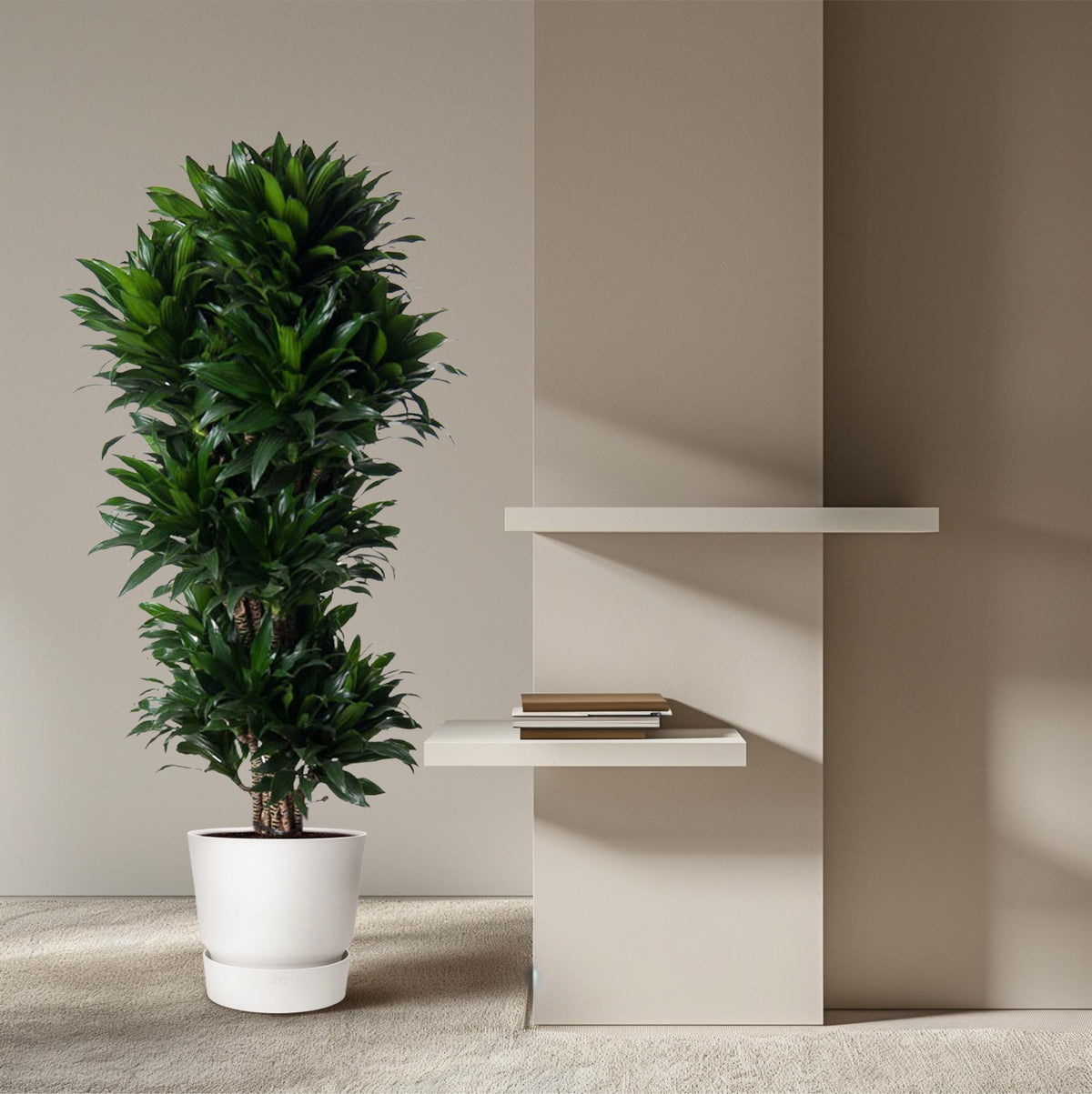 Dracaena Compacta verzweigt - 140 cm - ø31