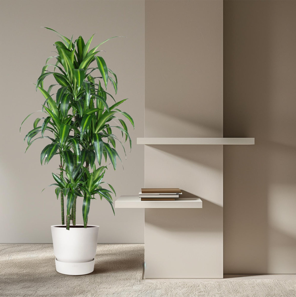 Dracaena Hawaiiana Karussell - 150 cm - ø31