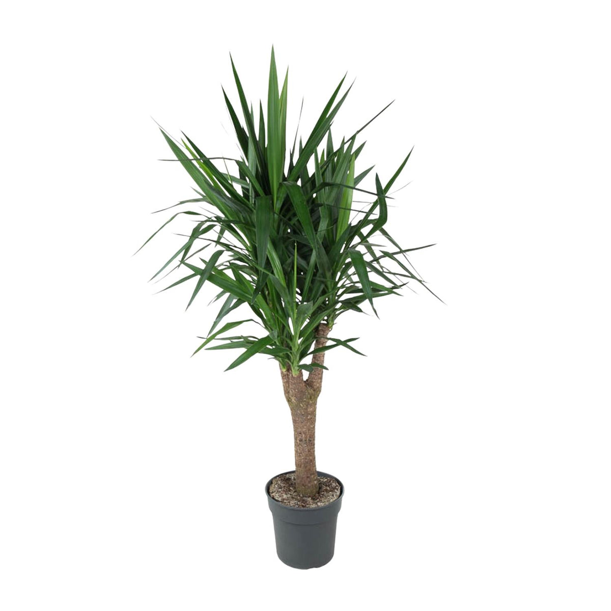 Yucca Elephantipe verzweigt - 150 cm - ø31