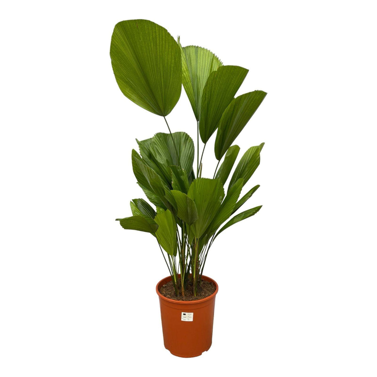 Licuala Grandis - 150 cm - ø27