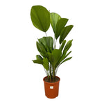 Licuala Grandis - 150 cm - ø27