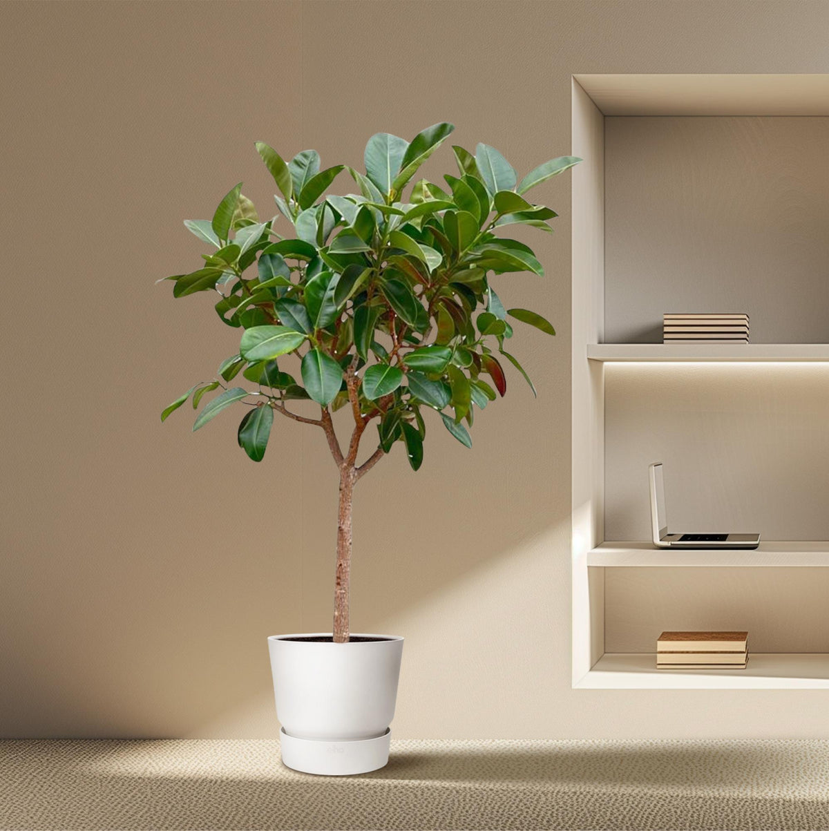 Ficus ElasticaRobusta Stamm - 210cm - ø40