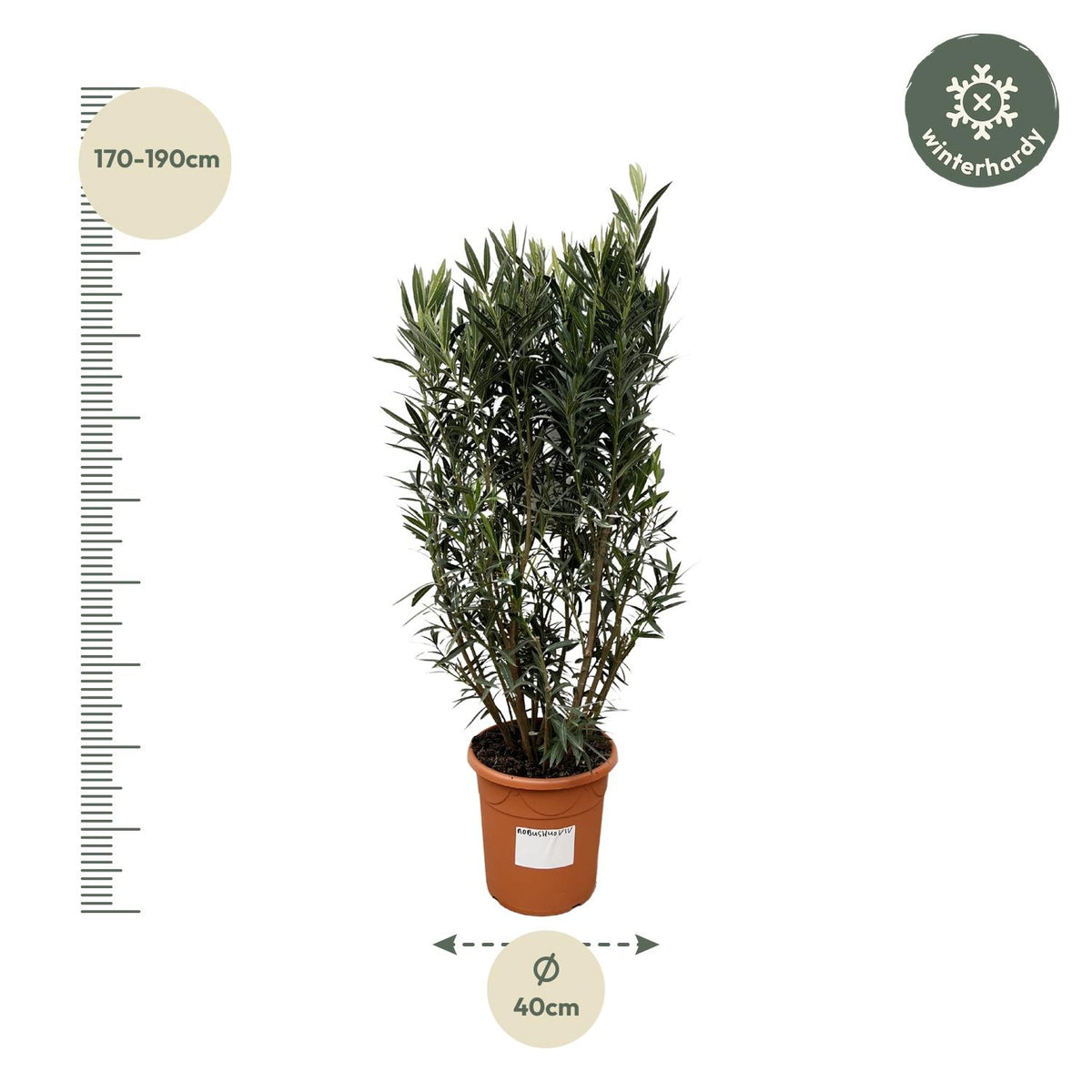 Nerium Oleander Busch - 180cm- Ø40