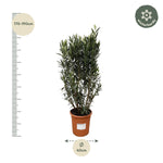 Nerium Oleander Busch - 180cm- Ø40