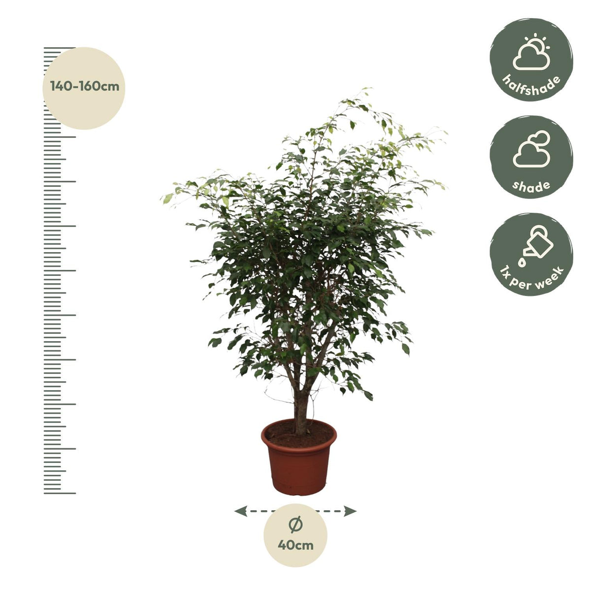 Ficus Benjamina Exotica vertakt - 150 cm - ø40
