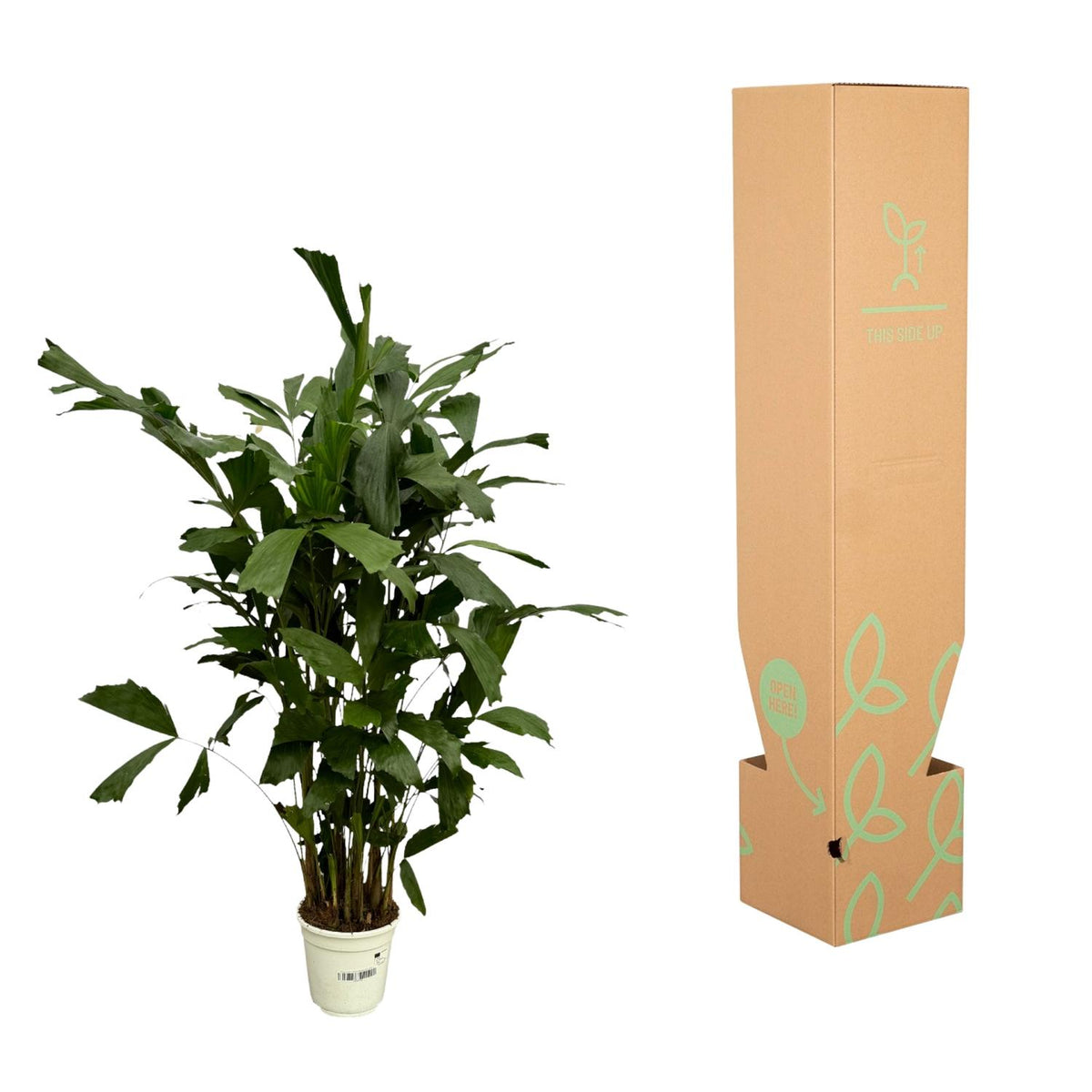 Caryota Mitis - 110 cm - Ø19cm