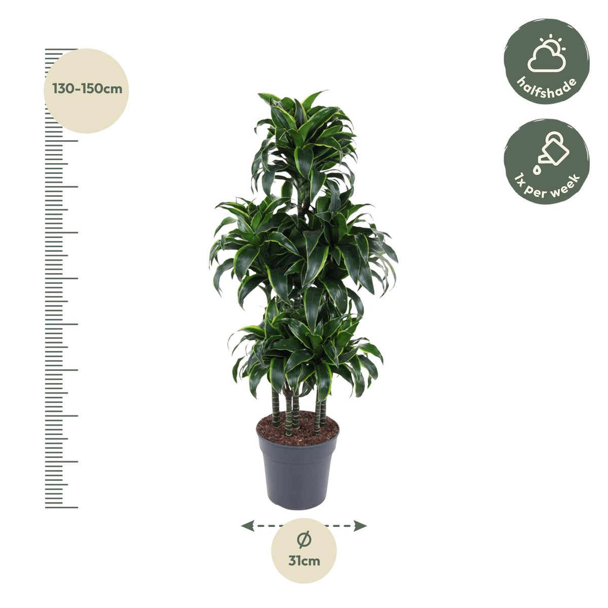 Dracaena Dorado Karussell- 140 cm - ø31