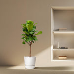 Ficus Lyrata Baum - 170cm - ⌀30