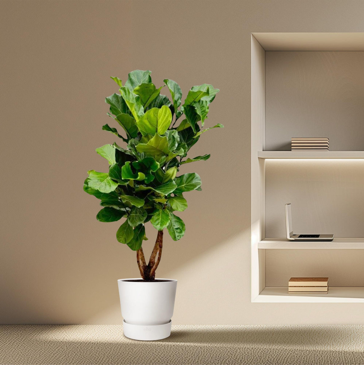 Ficus Lyrata verzeigt XL - 190cm - ø32