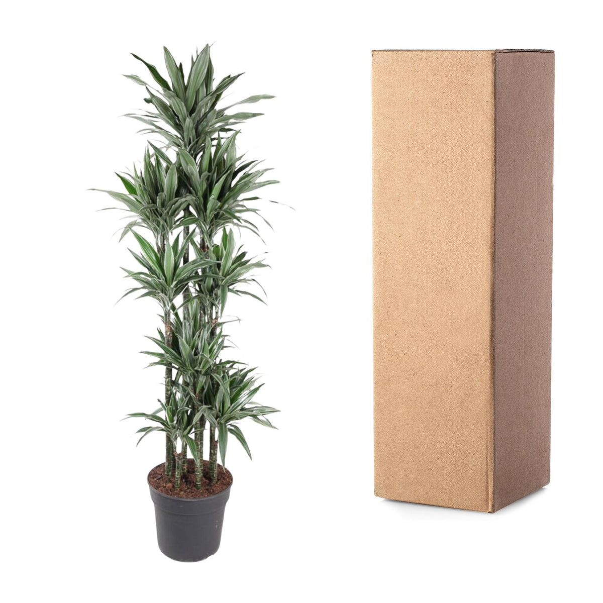 Dracaena Warneckei Karussell - 210 cm - ø41