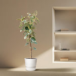 Ficus Tineke Stamm - 220cm - ø30