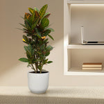 Codiaeum (Croton) verzweigt - 100 cm - Ø21 cm