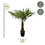 Trachycarpus - 240cm- Ø45