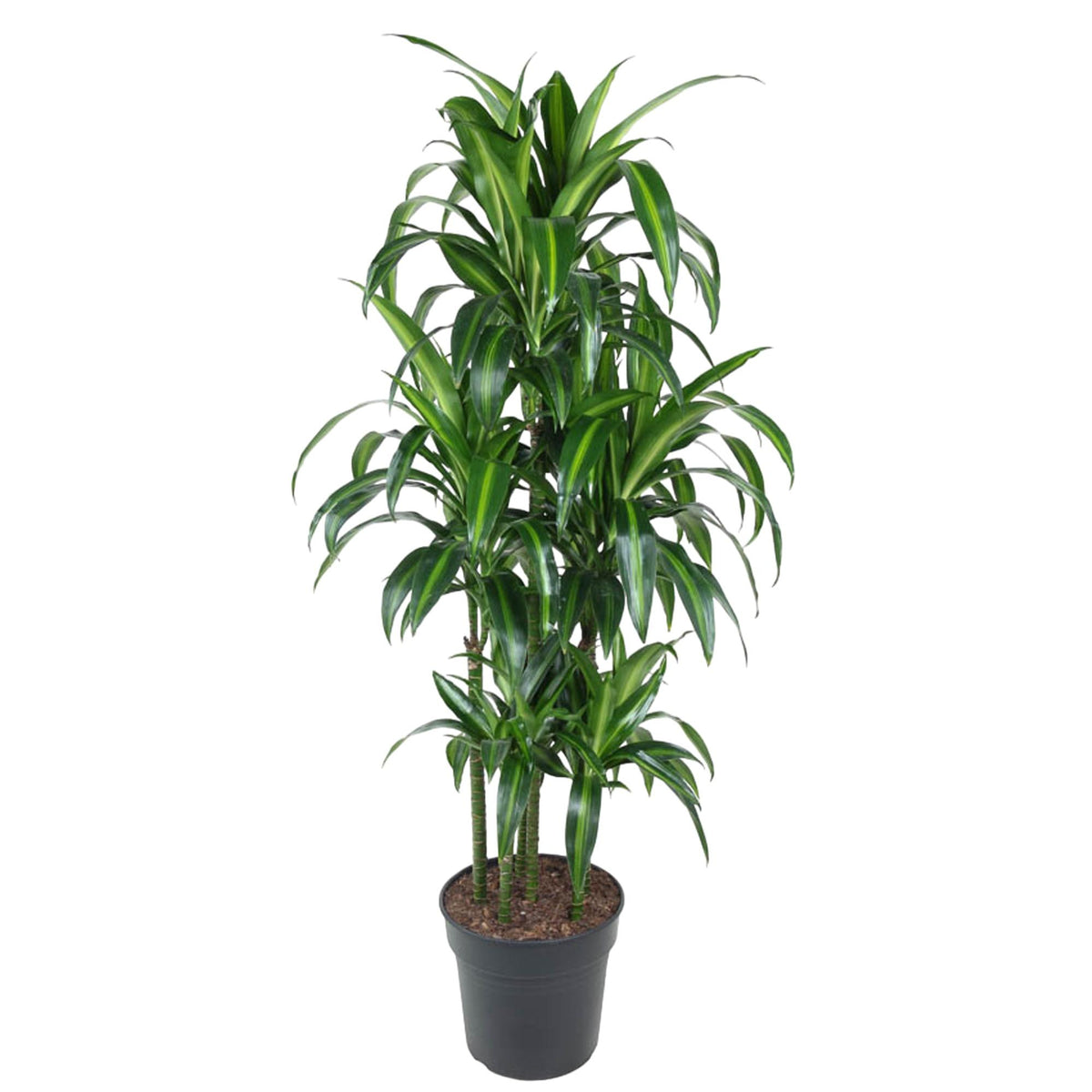 Dracaena Hawaiiana Karussell - 150 cm - ø31