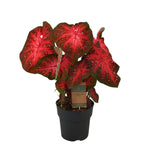 Caladium Red Flash -60cm - Ø21cm